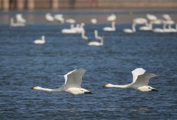 三门峡天鹅湖+地坑院+虢国博物馆一日游【独立包车、上门接送】【独立包车，不和其他的陌生人拼车】