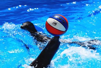 大连老虎滩海洋公园+棒棰岛一日游●2-6人团●帆船出海●接送【[说重点]含老虎滩五馆、帆船出海、棒棰岛、威尼斯水城等景区；】