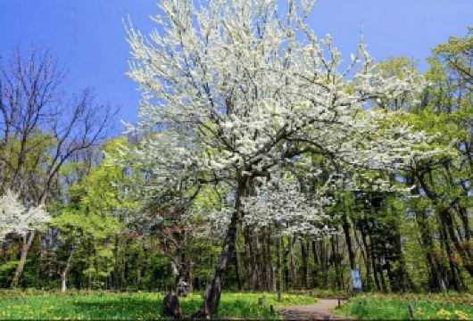 日本小樽神威岬-黄金岬-小樽音乐盒堂【北海道中文专车】【中文专车出行，景点灵活调整，打卡经典，游玩自己定义，无需等待，专属贴心服务，尽享惬意旅程】