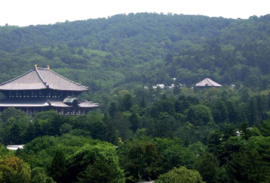 日本清水寺+二三年坂+伏见稻荷大社+金阁寺+岚山一日游【专车服务+行程可调+酒店接送+中文服务】