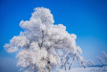 吉林雾凇岛一日游【雾凇岛+乌拉古镇 小包团】【纯玩小包团，时间自由，行程自由。】