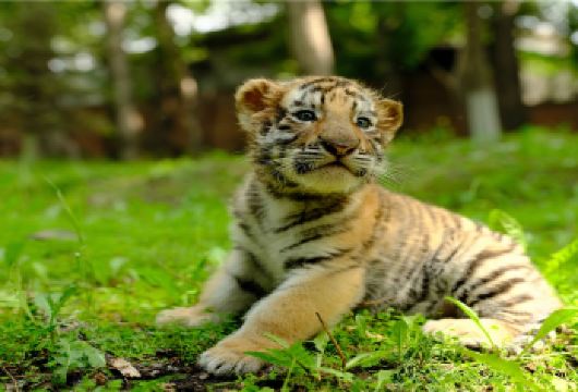 东北虎林园+伏尔加庄园+圣索菲教堂+中央大街【精品私家小团】【私密出行尽享轻奢体验，非传统意义司机兼向导-多为友善的当地人，用对待朋友的方式带你玩遍冰雪之都】