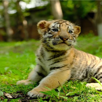 东北虎林园+伏尔加庄园+圣索菲教堂+中央大街【精品私家小团】