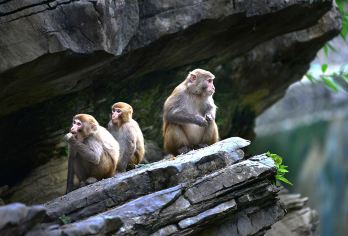 网红狮子关，茶香四溢伍家台一日游【茶香四溢伍家台，廊桥遗梦狮子关】