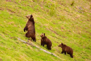 美国黄石国家公园猛犸热泉一日游/行程可调-可定制多日游【精选热门景点，高效游玩不走回头路，深度了解文化内涵，贴心服务保障，轻松享受旅程，性价比超高的旅行。】