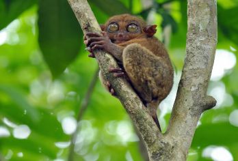薄荷岛巧克力山&眼镜猴&罗博河巡游+蜜蜂农场晚餐+夜观萤火虫【打卡“哈利.波特”取景地-巧克力山，探秘“国宝”眼镜猴，载歌载舞泛舟巡游罗博河！】