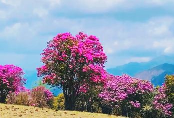 丽江出发老药山徒步一日游【户外领队全程陪同+登山杖免费使用】【云南高山草甸的唯美体验】