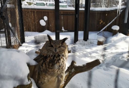 日本北海道旭川+旭山动物园+青池一日游/行程可调-可定制多日【包车一日游，解锁旅行新方式！独立车辆配备经验丰富的老司机，为您量身打造专属行程。】