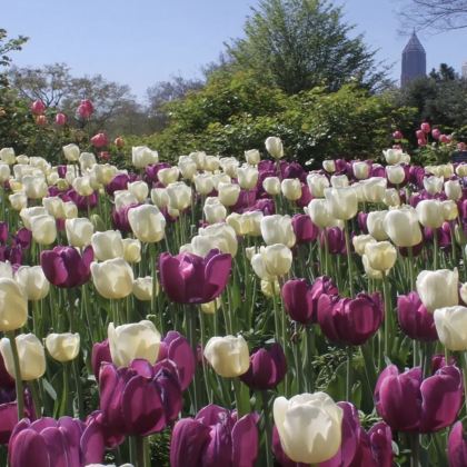 美国亚特兰大&乔治亚理工-可定制【中文专车-舒适纯净】