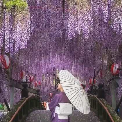 日本北九州门司港+唐户市场+宫地岳神社/河内藤园一日游