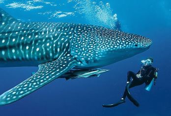 奥斯洛布鲸鲨观赏一日游：巴迪安和墨宝【在清澈见底的奥斯洛布 (Oslob) 水中，与 10 米长的巨型鱼一起游泳——当它们滑过时，阳光照亮了它们星光熠熠的皮肤，这是一次令人惊叹的邂逅！ 从悬崖峭壁纵身跃入卡瓦山碧绿的池水！顺着绳索速降，穿过葱郁的峡谷，然后让奔腾的激流让您在跃出水面后恢复活力。 潜入莫阿尔博阿尔 (Moalboal) 的活银色龙卷风——数百万条沙丁鱼在您周围变成星系，还有海龟和霓虹珊瑚！】