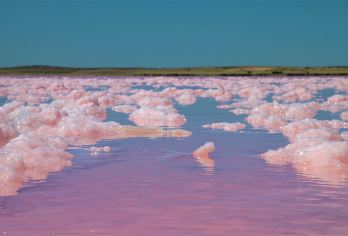 阿德莱德周边奇趣线：酒香、回音、粉红湖的一日奇幻冒险【了解葡萄酒的酿造过程，品尝奔富的高端酒款】