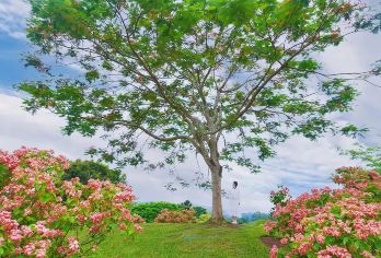 版纳中科植物园一日游【独立包车 | 上门接送 | 纯玩自由】【纯玩包车-随走随拍-无隐形消费】