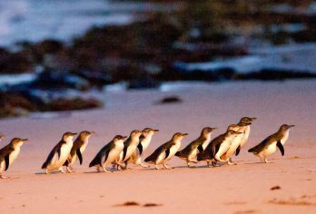 菲利普岛&观赏企鹅归巢一日游【墨尔本出发&英文导游】【跟随墨尔本高评价供应商的脚步，探寻澳洲自然生态，观赏世界上体型最小的企鹅】