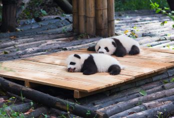 【2-8人精品团】熊猫谷+都江堰+青城山+钟书阁一日游【[品质承诺]亲子游必选，三环内免费接早，正规旅游车】