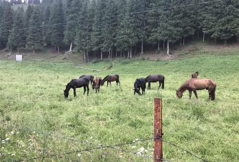 南山牧场【西白杨沟风景区】一日游【纯玩无购物】