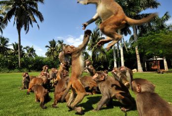 南湾猴岛+呆呆岛一日【猴岛单索道/船票+电瓶车+定点接送】【自由出行，时间轻松，睡到自然醒出行】