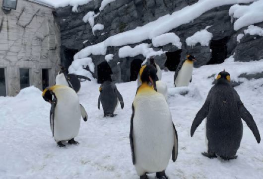 日本北海道札幌-旭山动物园-富田农场【中文专车-悦享旅途】【中文专车出行，景点灵活调整，打卡经典，游玩自己定义，无需等待，专属贴心服务，尽享惬意旅程】