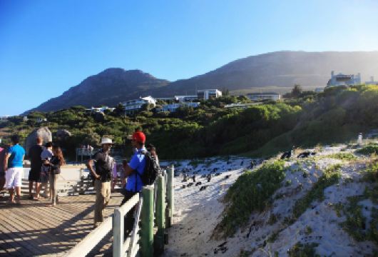 【南非开普敦接送/日游】豪特湾+西蒙镇+葡萄酒庄【包车成团，体验醉美南非】