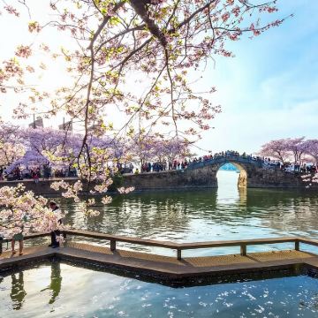 【赏粉樱&追红嘴鸥 赠礼】无锡惠山古镇+寄畅园+鼋头渚一日游