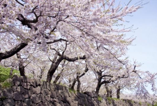 日本札幌定山溪-二见公园-白色恋人公园【北海道中文专车】【中文专车出行，景点灵活调整，打卡经典，游玩自己定义，无需等待，专属贴心服务，尽享惬意旅程】
