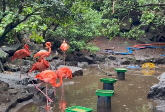 日本东京+伊东+伊豆观海列车一日游/行程可调-可定制多日游【精选热门景点，高效游玩不走回头路，深度了解文化内涵，贴心服务保障，轻松享受旅程，性价比超高的旅行。】