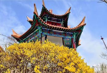 【龟山汉墓+云龙湖+宝莲寺+戏马台】A线  主城区内上门去接【1.纯玩、无任何购物店.】