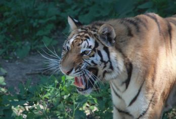 北京动物园+北京海洋馆一日游【遇见海洋馆、唐山出发】【世界上较大的内陆海洋馆】