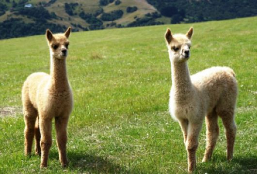 新西兰基督城莎玛拉羊驼牧场一日游【11点13点16点7758【享受令人叹为观止的全景和亲身体验互动式羊驼农场之旅】