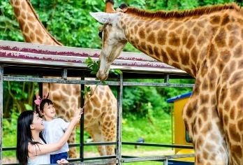 广州长隆野生动物世界+欢乐世界+飞鸟乐园+大马戏&畅玩一日游【探访500多种珍稀野生动物，国宝动物汇集。】