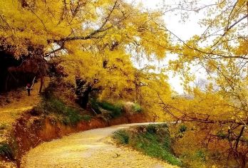 【有“杏”遇见你】政和大岭银杏群、白茶小镇石圳汽车1日游【现仍存树龄过百年的银杏三百余株——大岭村】