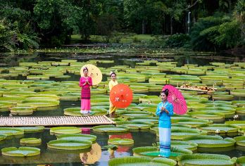 西双版纳中科院热带植物园一日游【全园讲解|导游科普|纯玩】【[景区看点]国家5A景区，东区、西区、绿石林深度体验，一览西双版纳热带雨林；】