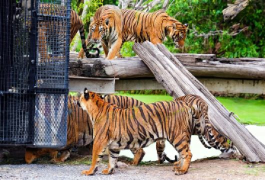 曼谷野生动物园专车一日游：可选中英日韩导游，轻松畅玩亲子必选【[时间自由含导游]睡足再出行，告别早起追赶行程，玩累了随时可返回，自由安排】