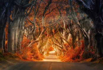 英国巨人之路+黑暗树篱+安特里姆海岸一日游|打卡权游拍摄点【探索”世界第八大奇迹“巨人堤，饱览安特里姆海岸壮阔美景，参观历史悠久的中世纪古堡！】