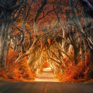 英国巨人之路+黑暗树篱+安特里姆海岸一日游|打卡权游拍摄点