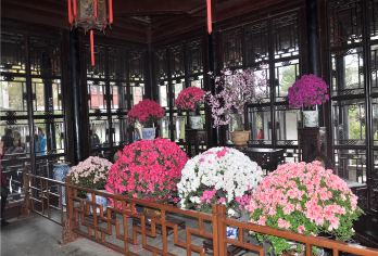 【上门接◆优选行程】拙政园+狮子林+寒山寺+虎丘+山塘街【纯玩线路，一车到底不换车，导游全程讲解，天天开班，苏州出发古城区内2人起，免费接！】