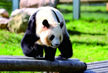 秦岭野生动物园+烟火巷子一日游【打卡野生动物\纯玩】【还在纠结没有年味？！来周至体验十足年味】