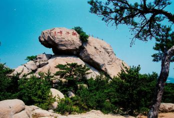 崂山包车一日游【包车游|省心省力|司兼导|车进环海公路】【[一站直达]崂山直达、开车进山、省心省力】