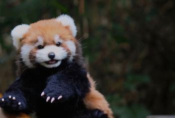 都江堰景区+熊猫谷+仰天窝广场一日游【2-8人纯玩小团】【[都江堰全程下坡路]耍家开车至山顶秦堰楼，从上至下，省体力下坡玩法，全程不走回头路】