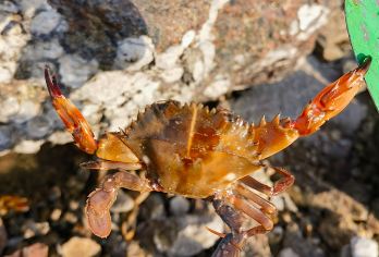 厦门小嶝岛一日游【赶海（含工具）•环岛游•海鲜餐•远眺金门】【[沉浸体验 + 便捷接送]厦门思明 / 湖里区直达接送，省心出行；赶海工具免费使用，赶海收获免费加工】