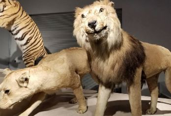 上海自然博物馆+历史博物馆含门票4H包团人工讲解上海旅游【[一单一团]包团独立成团服务一对一，配对蓝牙耳机，保证讲解质量】