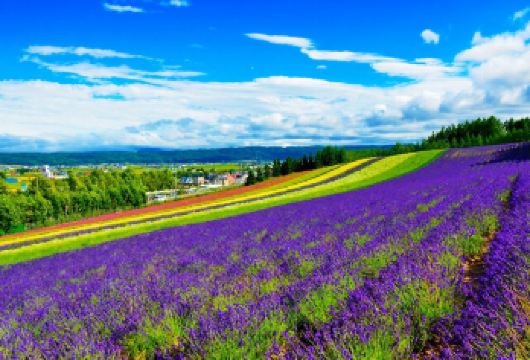 日本北海道四季彩之丘+青池一日游/行程可调-可定制多日游【精选热门景点，高效游玩不走回头路，深度了解文化内涵，贴心服务保障，轻松享受旅程，性价比超高的旅行。】