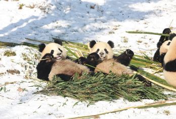 卧龙神树坪+都江堰一日游【2-8人专车接送+含门票+含讲解】【[专业讲解团队]专注四川历史人文景点+真纯玩+无购物+0套路+0推销】