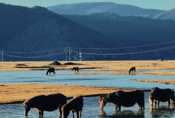 香格里拉松赞林寺+普达措国家公园+依拉草原一日游【独立包车】【独立包车纯玩 一单一团 专车接送 远离大团杂乱差】