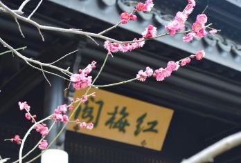 商务车丨英文导游丨南京出发+天宁寺+红梅公园+三堡街【[精选景点]感受常州历史文化底蕴！】