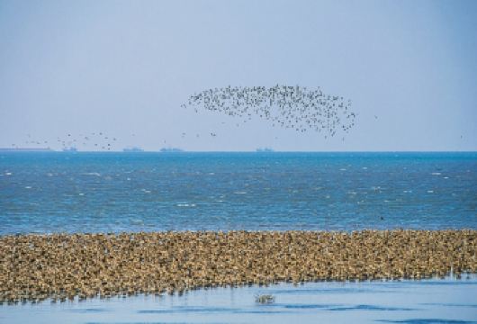 丹东海角路/鸭绿江湿地观鸟园【鸭绿江湿地自然保护区是世界北迁徙禽鸟第二大停歇地。】