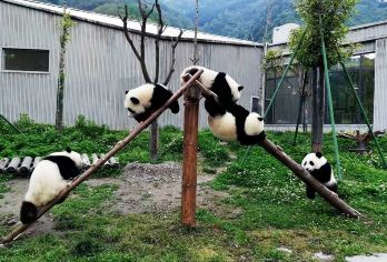 卧龙中华大熊猫苑神树坪基地一日游·打卡福宝+景区畅游6小时~【空调大巴车，舒适出行，拼车更有性价比~】