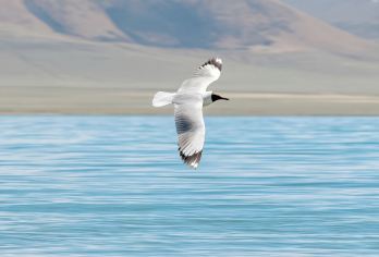 纳木措一日游【2+1航空座椅+1.1升医用氧+藏地领队带玩】【[品质服务]1.1升医用氧+藏地领队带玩+布达拉宫3公里上门接】