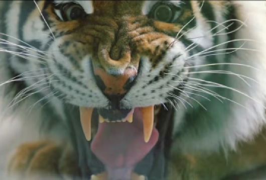 东北虎园林+侵华日军第七三一罪证陈列馆一日活动七三一需自行预约【[安心出游]：24小时专属客服在线，一对一私人管家服务】