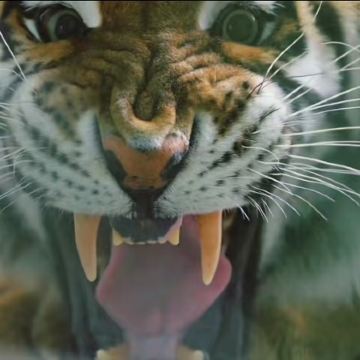 东北虎园林+侵华日军第七三一罪证陈列馆一日活动七三一需自行预约